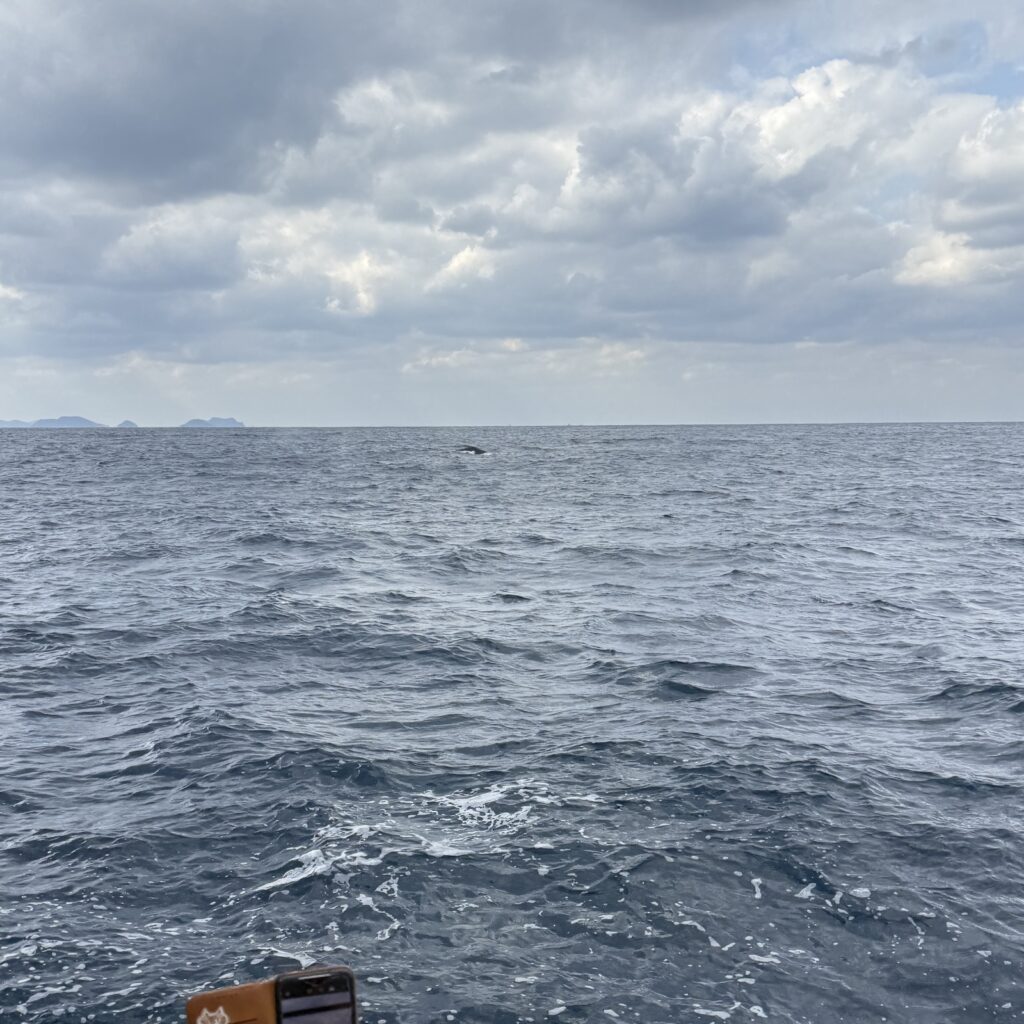 ホエールウォッチングで見られたクジラのしっぽ