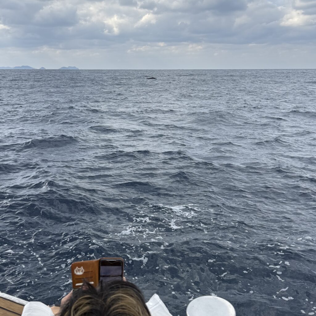 ホエールウォッチングで見られたクジラの背中