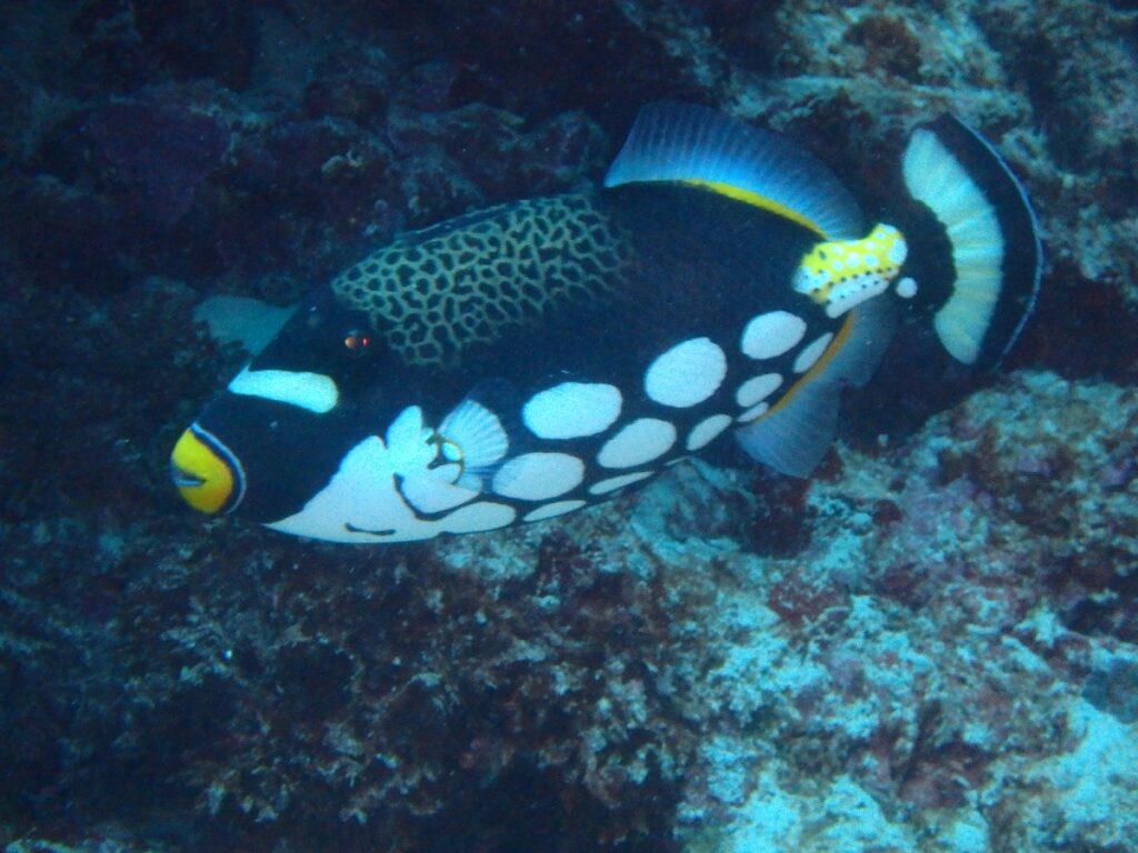 モンガラカワハギの写真