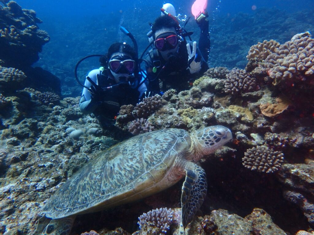 ウミガメとゲストの水中写真
